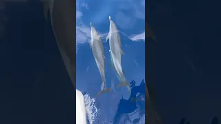 Dolphins Chose to Race Our Boat! 🐬 #boatlife #sailingfamily