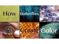 How Butterflies Create Color Microscopy in the Field
