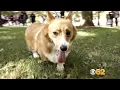 Meet Reggie The Campus Corgi At The University Of Michigan