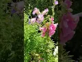 Download Lagu Violet Carpenter Bee buzzing around some flowers - a rare and beautiful find! #bees #shorts