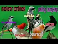 Download Lagu MASTERAN  KOMBINASI TERLENGKAP.. SUARA BURUNG KACER VS SUREN VS KENARI VS JENGGOT VS  IJO VS CENDET