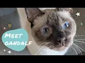 ADOPTED Adopt Me Meet Gandalf a Siamese Rescue Cat Looking for a Forever Home