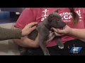 My Furry Valentine to hold largest adoption event in Greater Cincinnati
