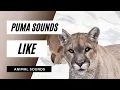 Download Lagu Puma Sounds Like - the animal sounds: how puma sounds like / sound effect / animation