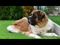 How Long Do St Bernards Live