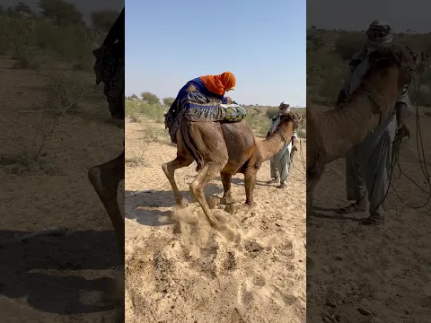 فتاةٌ تركبُ الجملَ لأولِ مرةٍ في الصحراء، والجملُ يُواجهُ صعوبةً في الجلوسِ 🐪🌵😮