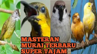 masteran murai batu pilihan 2022 terbaru tajam mematikan sogon kenari gereja tarung cucak jenggot