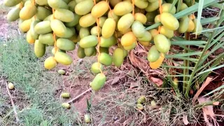 تساقط ثمار النخيل 