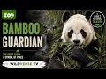 Giant Panda The Gentle Giant of China Wildlife Documentary