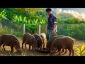 Lagu CEO takes care of wild boars, welcomes partners to visit mountain farm