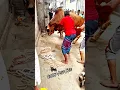 Download Lagu Biggest Sahiwal Bull Grounding || 2024 Qurbani Gorur Haat || #shorts #pets #animals #goru #qurban