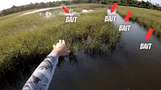 How to Catch Live Bait Mangrove Snapper Flounder Fishing