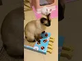 Download Lagu My Siamese cat love this toy #catplay #cattoys #siamesecat