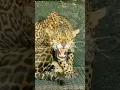 Download Lagu Jaguares Zangados🐆👑😉👍🏻😬🥶/Angry Jaguars 🐆👑😉👍🏻😬🥶
