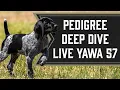 Understanding Pedigrees - Live YAWA Dog Training Podcast