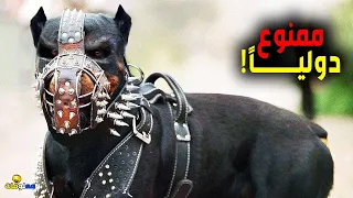 اخطر 10 كلاب بالعالم ممنوع امتلاكها دوليا 