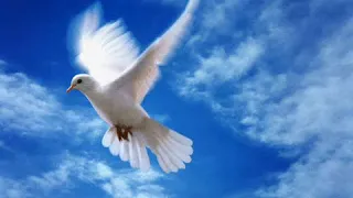 وليد التونسي بالله يا طير دندنها