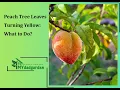 Peach Tree Leaves Turning Yellow What to Do