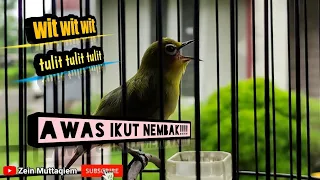 pleci nembak wit wit tulit tulit pleci males bunyi akan nyaut bila dengar suara pleci nembak ini