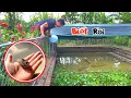 Download Lagu Mưa Lớn Nhặt Được Con Chim Sa Và Phát Hiện Sống Cùng Baba Là Hàng Nghìn Con Cá Lóc / Quế Nghịch