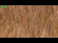 NHK連続テレビ小説「マッサン」主題歌♪麦の唄♪中島みゆき♪カラオケ