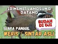 Download Lagu SUARA PANGGIL WERIS SINTAR LADANG 30 MENIT ASLI