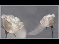 Forest Blakk  - If You Love Her (feat. Christina Perri) (Official Lyric Video)