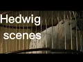 Download Lagu Hedwig scenes 4K #harrypotter #scenepack #hedwig