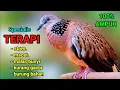 Download Lagu SPESIAL TERAPI TEKUKUR STRES DAN MALAS BUNYI.