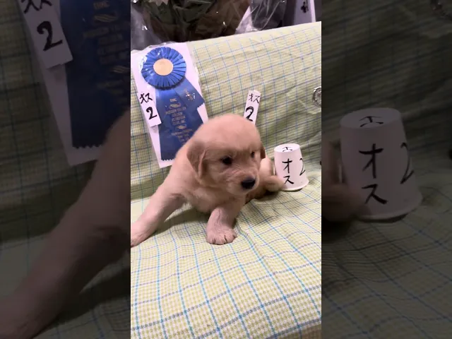 動画