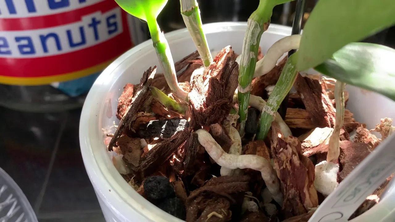 ORCHIDS FLOWERING CATTLEYA AND DENDROBIUM UPDATE AND HOW DRY IS DRY ENOUGH