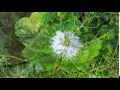 Nigella Damascena (Love in a Mist) & Nigella Sativa (Kalonji) # Flower