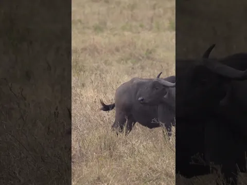 Animal Planet Wildlife: Amazing Real Life Animal Stories TRAVEL video