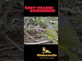 Download Lagu Grey-headed bushshrike#birds #animals #short #youtubeshorts #wildcircle10x