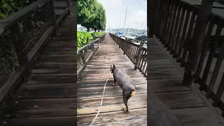 #fyp #dream #doberman #pets #youtube