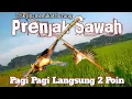 Lagu Cara mikat burung prenjak sawah || @mcsbproduction