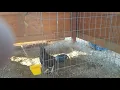 Cedar Creek Roosters Pt 2