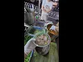 LIVE Watch the Noodle Master Pull Magic 20260820