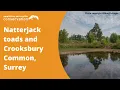 Natterjack toads and Crooksbury Common