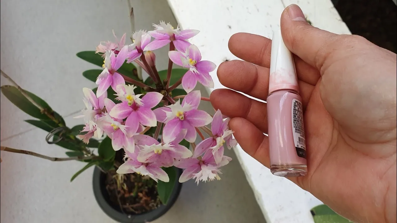 USE ESMALTE NAS ORQUÍDEAS E VEJA O INCRÍVEL ACONTECER