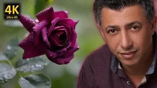 عمر العبداللات لزرعلك بستان ورود مع كلمات الاغنية من نوفلن البناء 