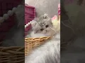 Download Lagu After that, who knows how to catch the eyes of the silver-white Minut kitten? Silver-white Minut