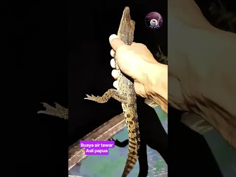 BUAYA AIR TAWAR ASLI PAPUA