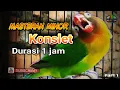 Master Lovebird minor durasi panjang 1 jam tanpa putus