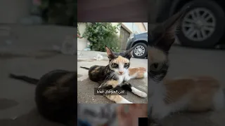                                                دندنها