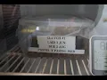 Pulling my very first clutch of Ball Python eggs