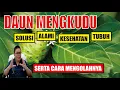 Download Lagu MENGENAL MANFAAT LUAR BIASA DAUN MENGKUDU DAN CARA MENGOLAHNYA