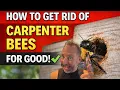 How to Get Rid of Prevent Carpenter Bees for Good DIY Pest Control Guide
