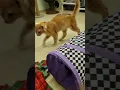 Shelter Kitten Phoenix AMBUSHED From Inside the DIZZY TUNNEL Confused for LIFE REAL