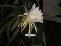 Download Lagu Every Angle Of This Flower Is Stunning!